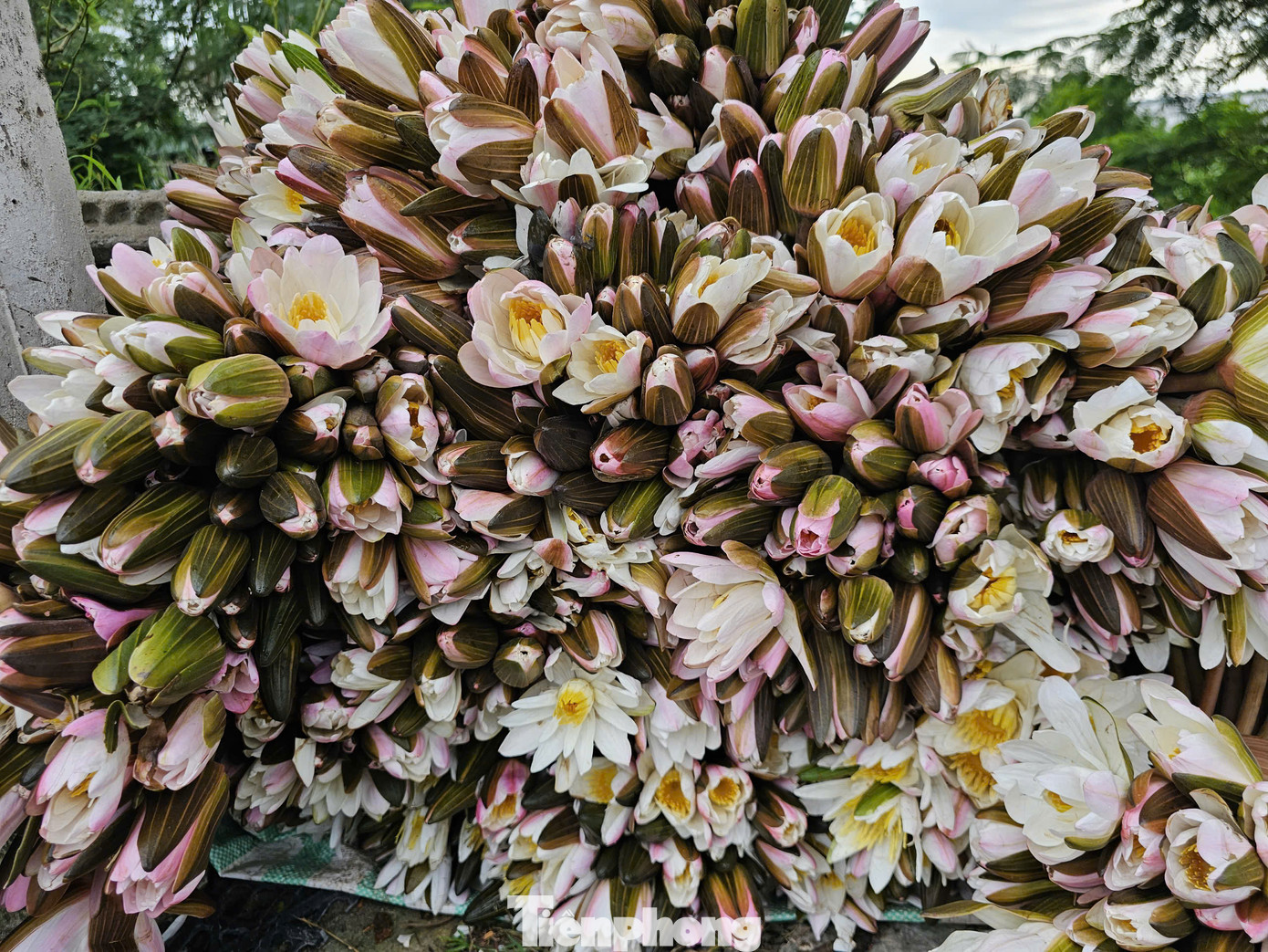 Bông súng tím (hay còn gọi bông súng cơm). Ảnh: Hòa Hội