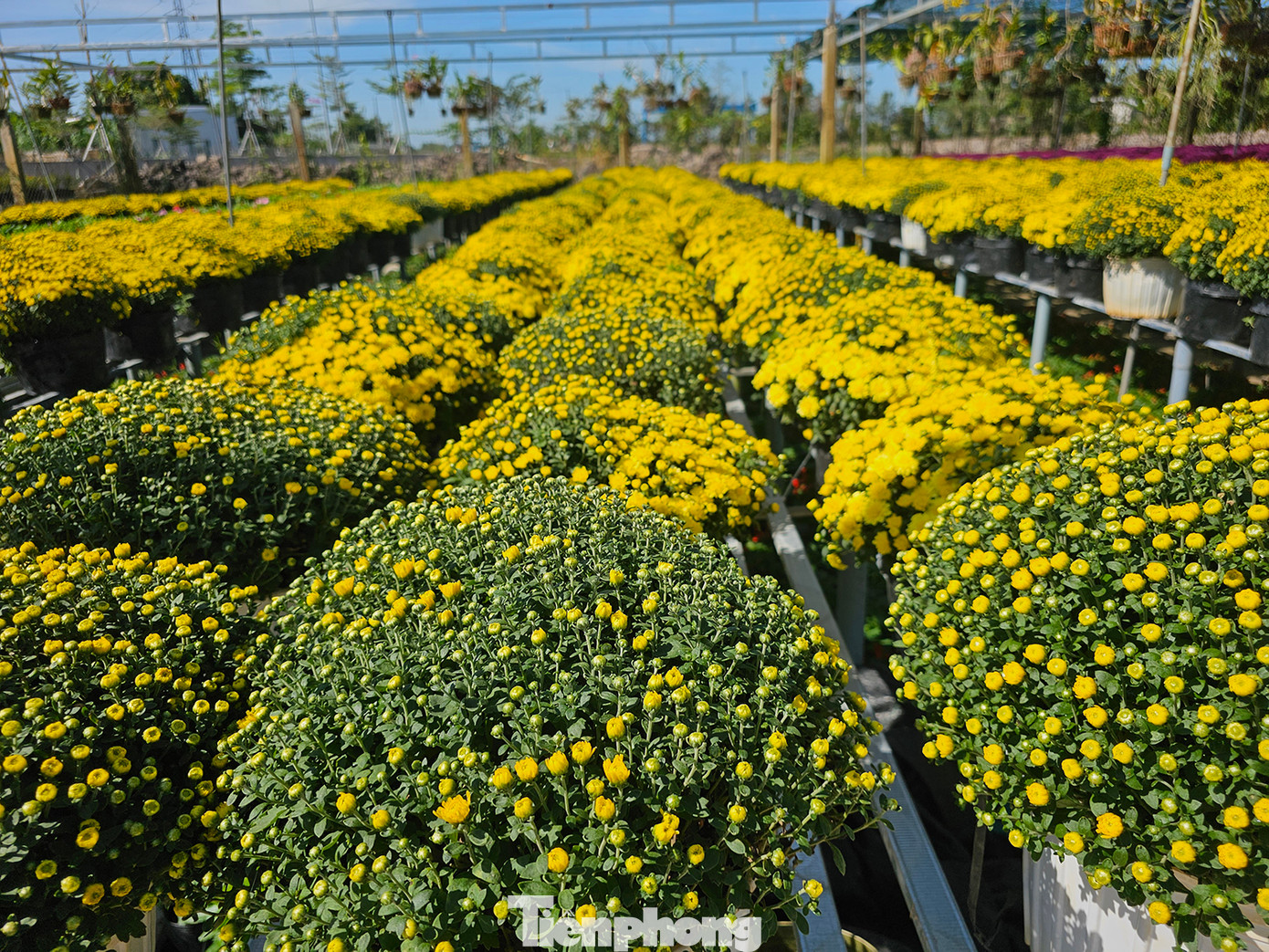 Hoa Sa Đéc. Ảnh tư liệu