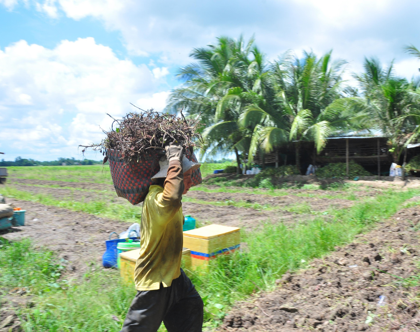 Theo Phòng NN&amp;PTNT huyện Bình Tân, toàn huyện xuống giống hơn 7.052 ha, đến nay thu hoạch được trên 3.000 ha. Để góp phần chia sẻ khó khăn với nông dân, huyện đã chỉ đạo các ngành kêu gọi các doanh nghiệp trong và ngoài tỉnh hỗ trợ tiêu thụ khoai lang. Ngoài ra, khuyến cáo bà con luân canh nhiều loại cây trồng khác nhau để giảm bớt rủi ro. - Ảnh: Hòa Hội