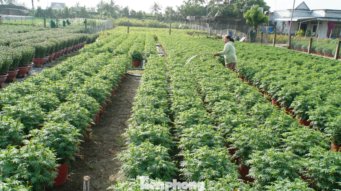 Doanh thu bình quân là 776 triệu đồng/ha/năm, lợi nhuận bình quân xấp xỉ 461 triệu đồng/ha/năm.