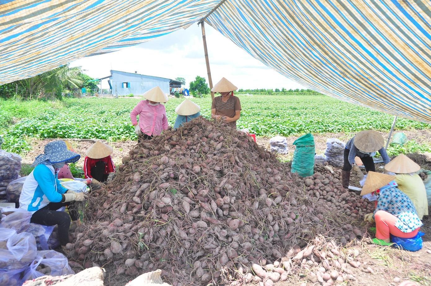 Nhân công lặt khoai lang