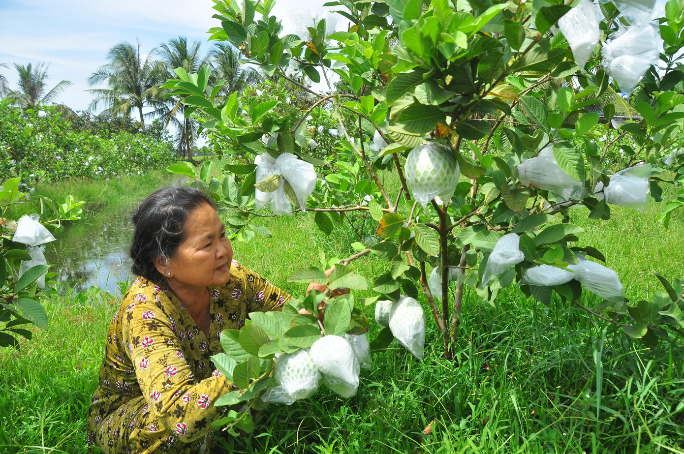 Men theo các vùng nông thôn trên địa bàn huyện Kế Sách bắt gặp rất nhiều vườn ổi đang cho trái sum suê còn nằm trên cây. Chị Trần Thị Thủy, người dân ở ấp Mỹ Lợi, xã Nhơn Mỹ (Kế Sách) cho biết, sau tết đến nay mặt hàng ổi liên tục giảm giá; hiện nay, ổi lê Đài Loan và ổi ruột đỏ thì các vựa trên địa bàn huyện mua với giá 2.000 - 3.000 đồng/kg, tuy nhiên ổi nữ hoàng thì họ không mua, khiến người dân lao đao.
