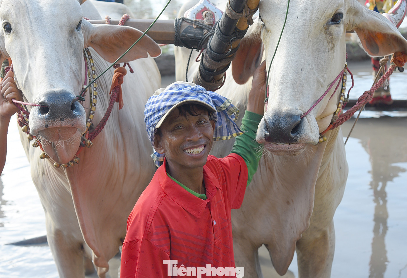 Chủ bò phấn khởi trước giờ thi đấu. Ảnh: Hoà Hội.
