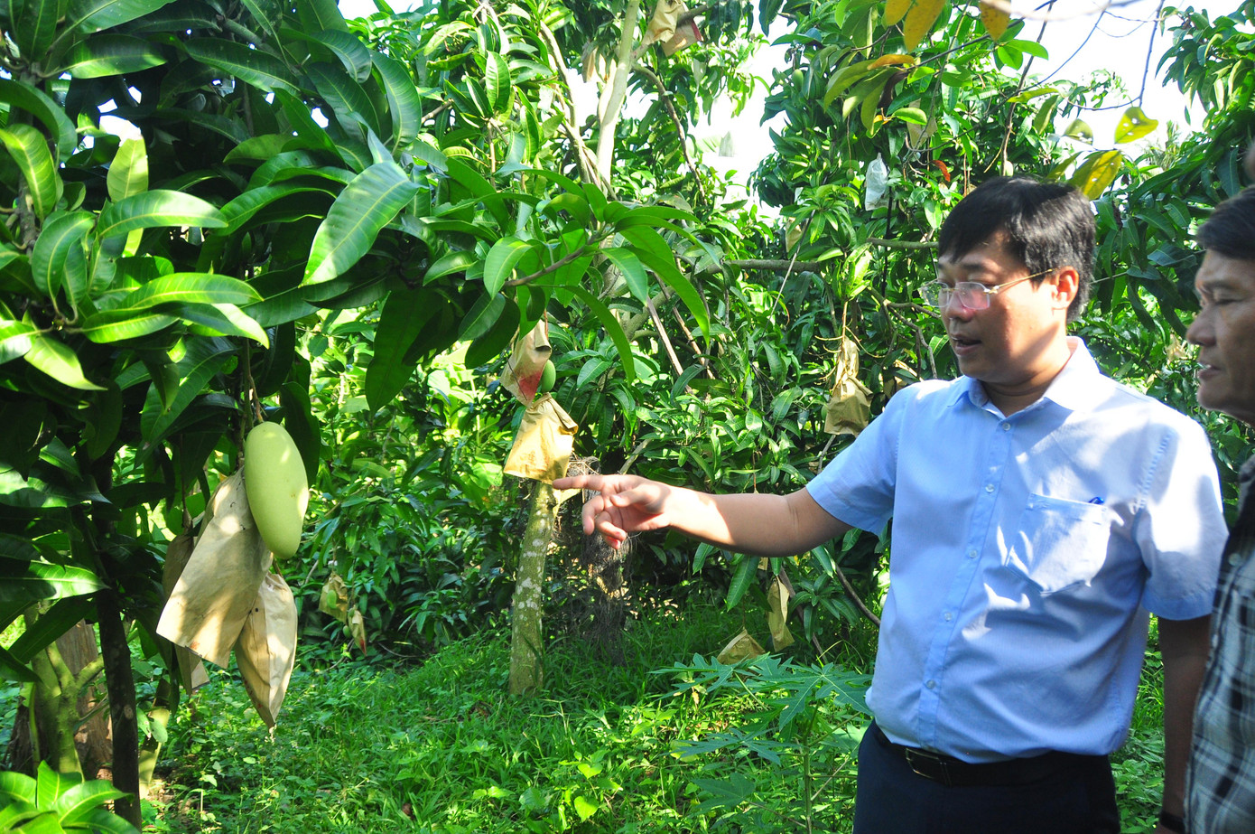 Bí thư Tỉnh ủy Đồng Tháp Lê Quốc Phong trao đổi với nông dân trồng xoài. Ảnh: Hòa Hội Bí thư Tỉnh ủy Đồng Tháp Lê Quốc Phong trao đổi với nông dân trồng xoài. Ảnh: Hòa Hội