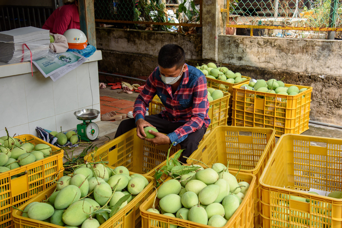 Cơ sở thu mua xoài tại Đồng Tháp. Ảnh: An Bình.