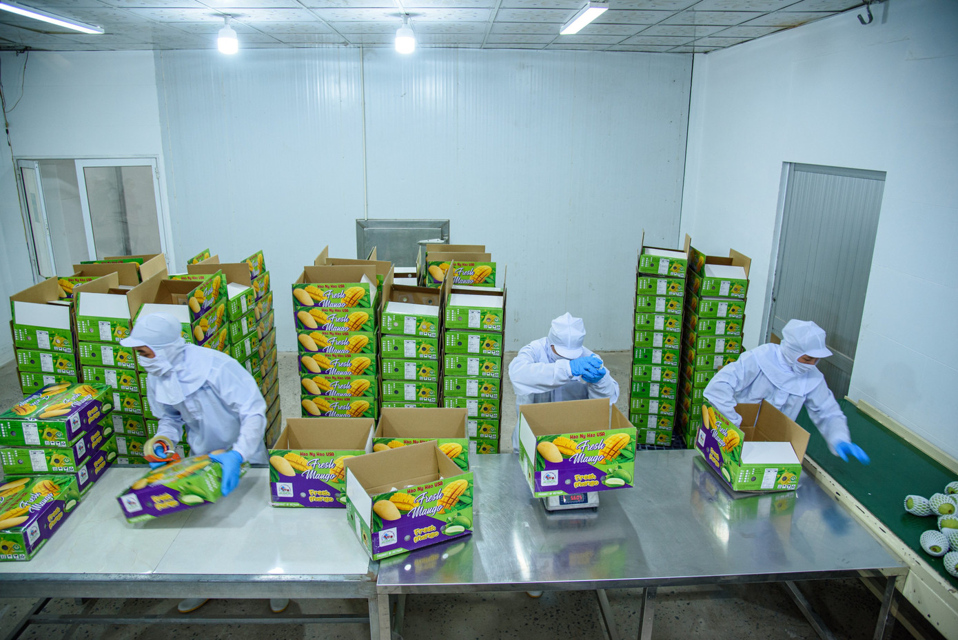 Xoài Đồng Tháp đóng gói xuất khẩu. Ảnh: An Bình.