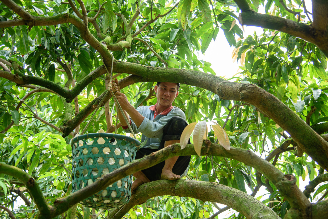 Nông dân thu hoạch xoài tại Đồng Tháp. Ảnh: An Bình.