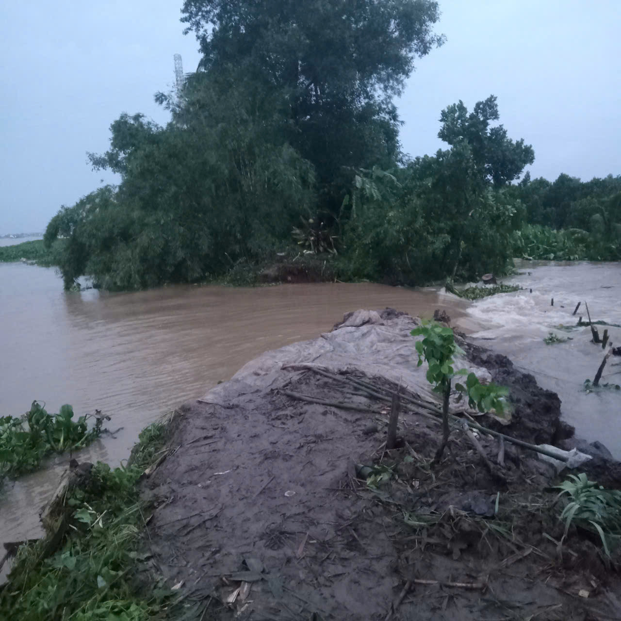 Đoạn đê tiếp tục bị vỡ vào rạng sáng nay, 18/9 tại xã Vĩnh Bình, huyện Chợ Lách (Bến Tre).