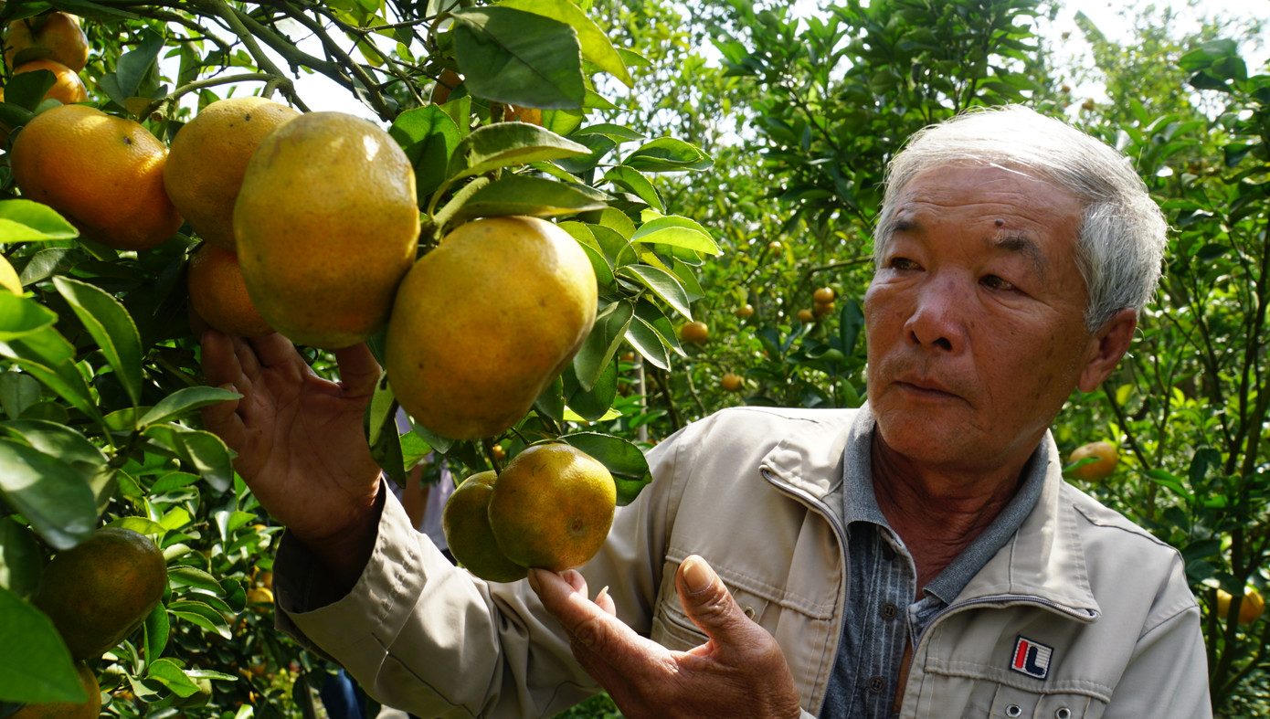 Quýt hồng Lai Vung đang cho trái sum suê. Ảnh: Hòa Hội