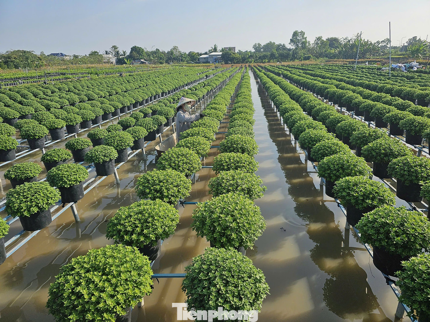 Người dân chăm sóc hoa phục vụ thị trường Tết 2025. Ảnh: Hòa Hội.