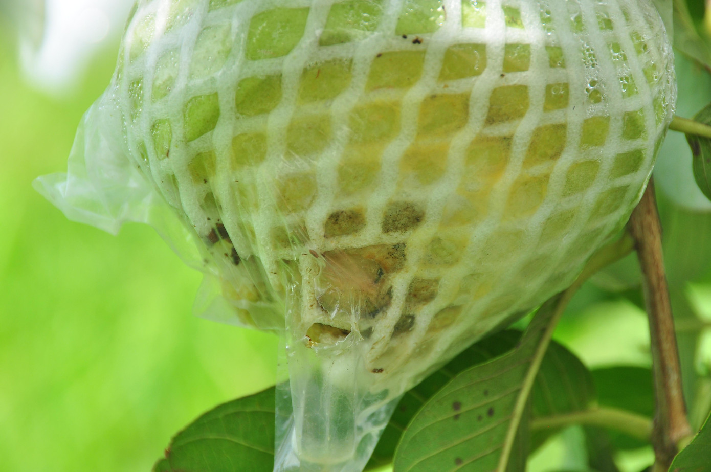 Ổi chín quá lứa bị thối Cạnh nhà, mẹ của bà Ngọt là bà Đỗ Thị Dần (72 tuổi) cũng có 0,4 ha đang cho trái nhưng vẫn cùng cảnh ngộ. Bà cho biết, dịp Tết cũng có 1 đợt thu hoạch trái không có người mua phải đổ bỏ cho cá ăn, giờ lại không có người mua nên vô cùng lo lắng. Men theo các vùng nông thôn trên địa bàn huyện Kế Sách bắt gặp rất nhiều vườn ổi đang cho trái sum suê còn nằm trên cây. Chị Trần Thị Thủy, người dân ở ấp Mỹ Lợi, xã Nhơn Mỹ (Kế Sách) cho biết, sau tết đến nay mặt hàng ổi liên tục giảm giá; hiện nay, ổi lê Đài Loan và ổi ruột đỏ thì các vựa trên địa bàn huyện mua với giá 2.000 - 3.000 đồng/kg, tuy nhiên ổi nữ hoàng thì họ không mua, khiến người dân lao đao. Chứng kiến cảnh nhiều người dân không bán được, chị Thủy kết nối với các mạnh thường quân, đơn vị ở Cần Thơ và TPHCM 'giải cứu' giúp nông dân được hơn chục tấn. Tuy nhiên, cô cho biết, trên địa bàn huyện còn nhiều người vẫn chưa bán được. Hiện nay toàn huyện Kế Sách có 16.700 ha cây ăn trái, trong đó dừa chiếm 1.700 ha, còn lại các loại cây khác. Ông Vũ Bá Quan, Trưởng phòng NN&amp;PTNT huyện Kế Sách cho biết, do ảnh hưởng của dịch COVID - 19, một số loại cây ăn trái trực tiếp hoặc gián tiếp bị ảnh hưởng, trong đó rõ nhất là nhãn, bưởi, xoài, sầu riêng cả về giá và lượng tiêu thụ, giảm từ 30 -50% so trước dịch. Đối với ổi, toàn huyện có khoảng 400 ha (ổi Đài Loan, nữ hoàng và Rubi), mặt hàng này chủ yếu tiêu thụ nội địa và một ít sang Campuchia; tuy nhiên giá cả biến động liên tục, có thời điểm trên 7.000 đồng/kg, giờ còn 2.000 - 3.000 đồng/kg; ảnh hưởng đến thu nhập của người dân khoảng 30% về giá trị so với trước. - Ảnh: Hòa Hội