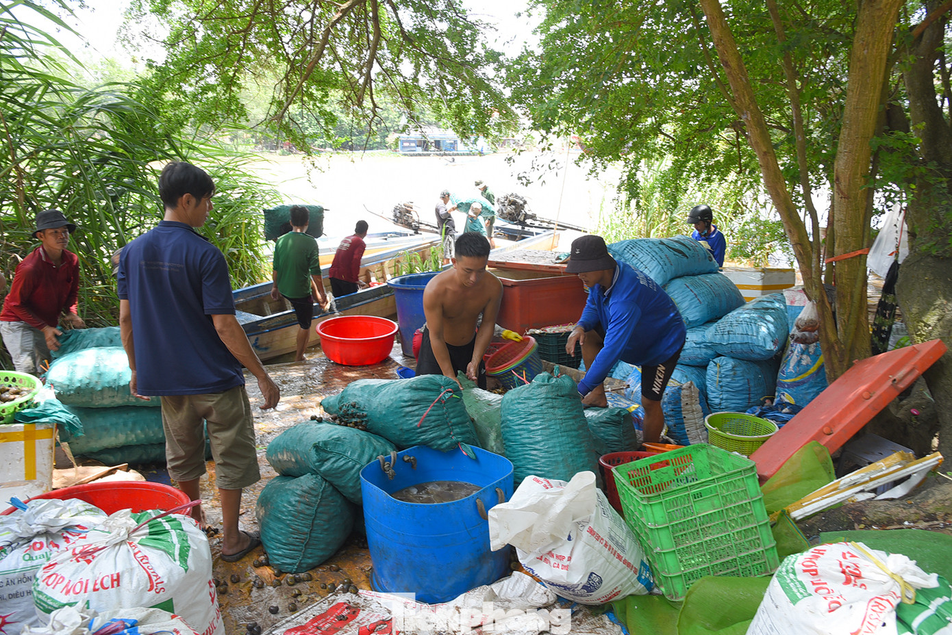 Ghi nhận của phóng viên Tiền Phong, tại một vựa thu mua cua, ốc (sản vật mùa nước nổi) ở ấp Bắc Đai, xã Nhơn Hội (An Phú, An Giang) cách biên giới Campuchia chưa đầy 1 km, trên bờ hơn chục công nhân khuân vác, phân loại, đóng thùng... nói chuyện rôm rả tạo nên không khí nhộn nhịp. Dưới sông, các vỏ lãi (xuồng máy) chở cua, ốc thu mua của người dân đánh bắt ngoài đồng và từ Campuchia chở sang đậu san sát chờ đưa lên bờ. Ảnh: Hòa Hội.