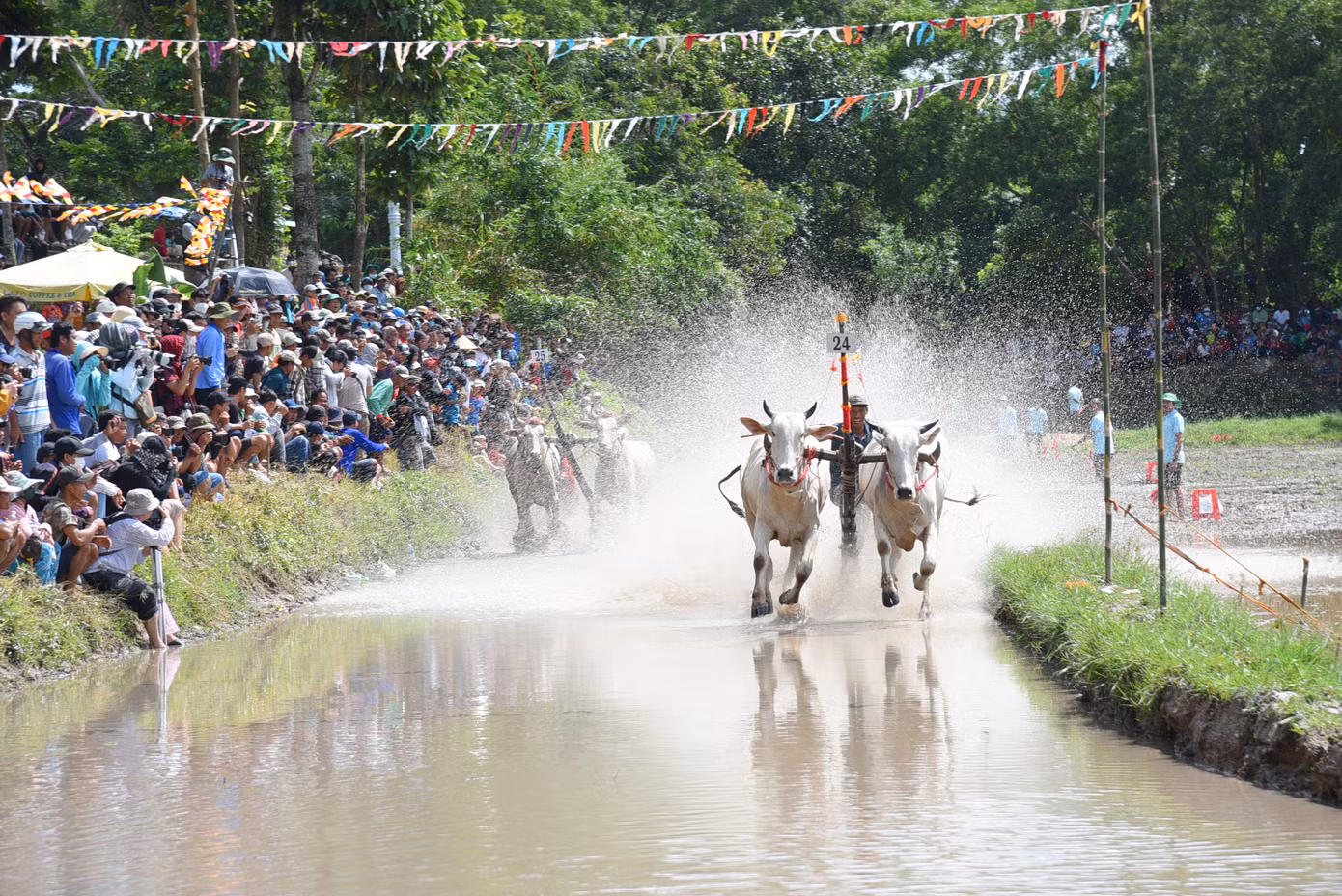 Đua bò bảy núi An Giang. Ảnh: Hòa Hội.
