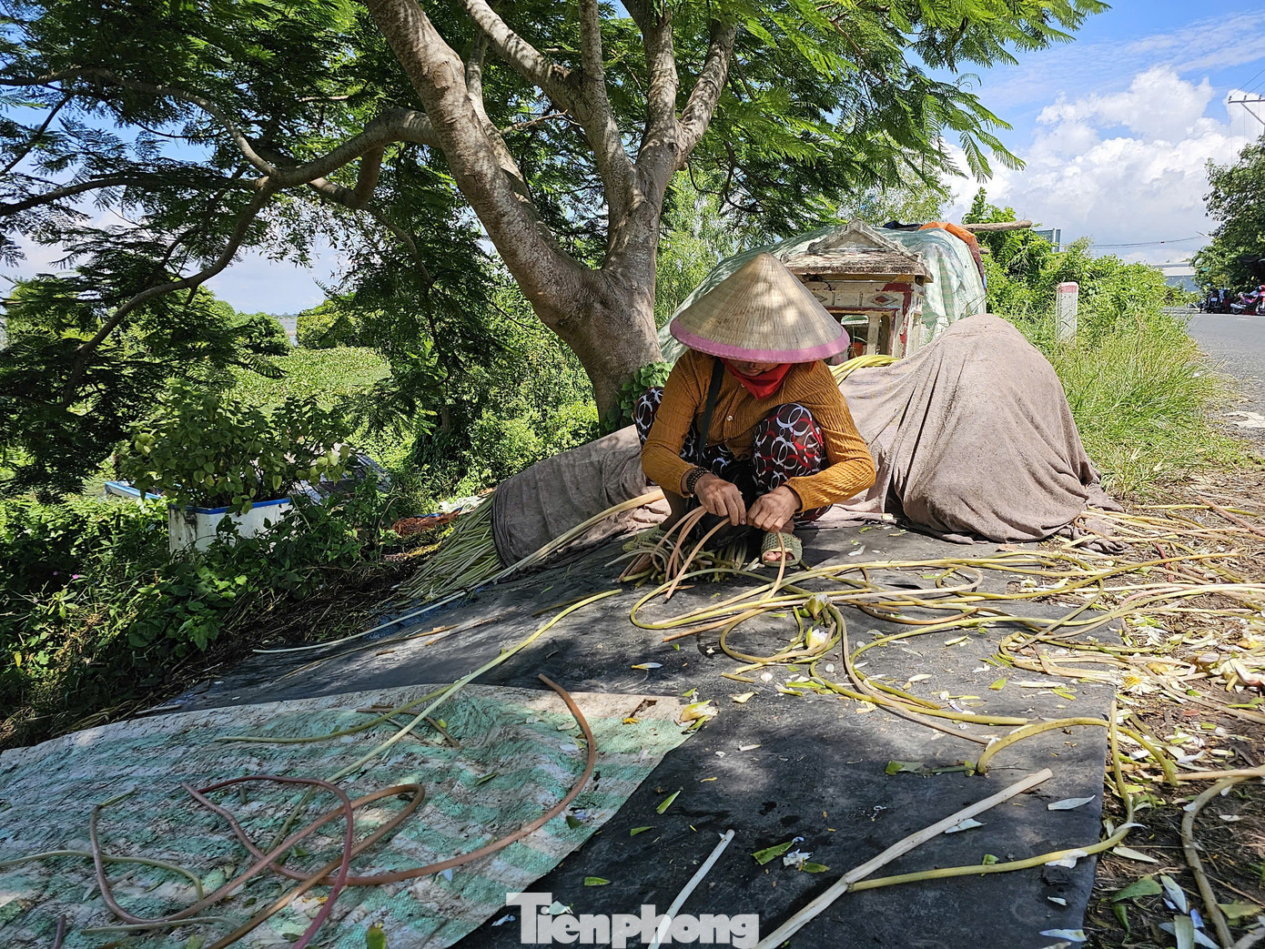 Sau khi giao xong, người dân tận dụng bông súng gãy lặt để dành ăn. Ảnh: Hòa Hội