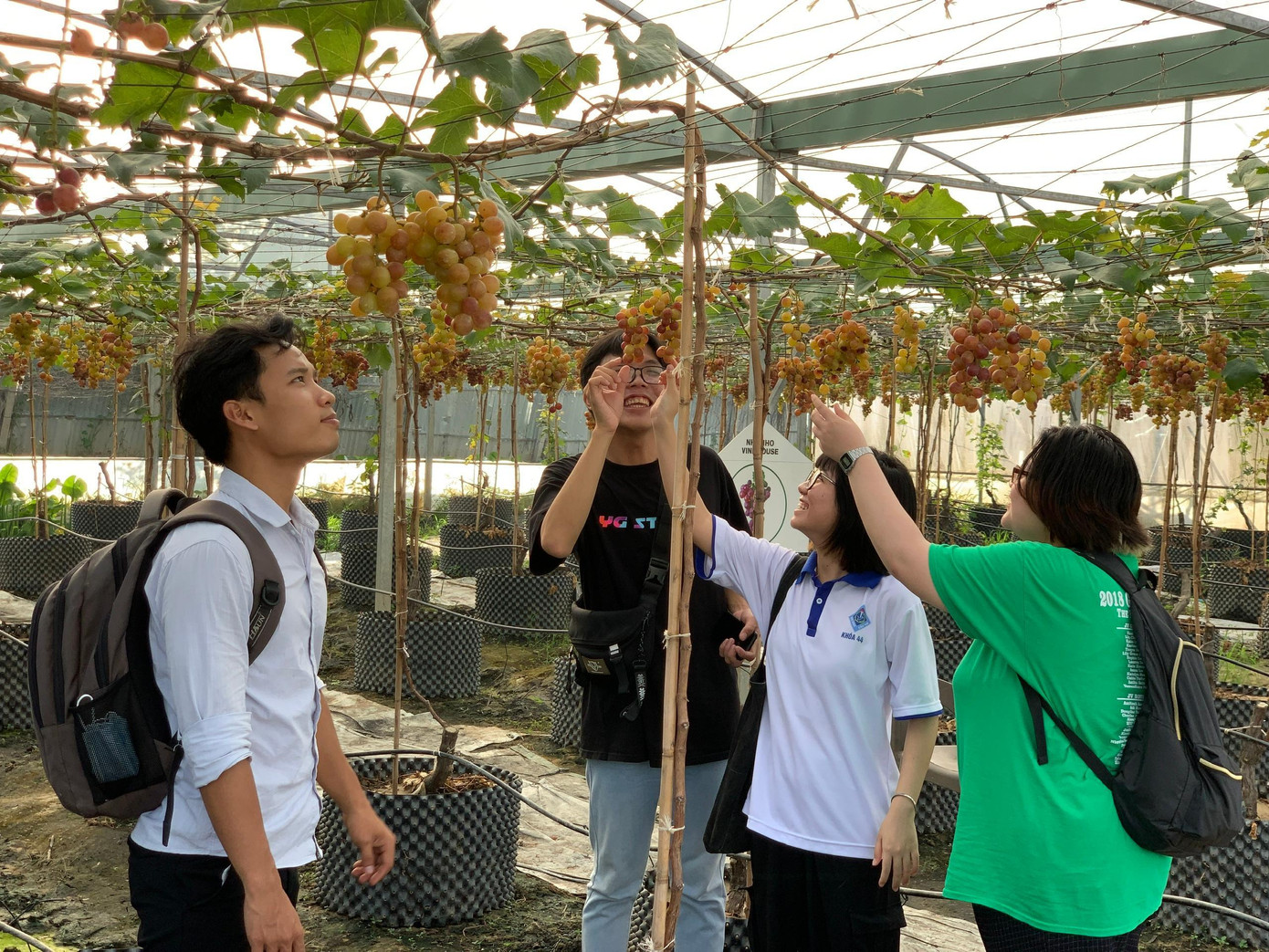 Sinh viên đến trải nghiệm tại vườn nho