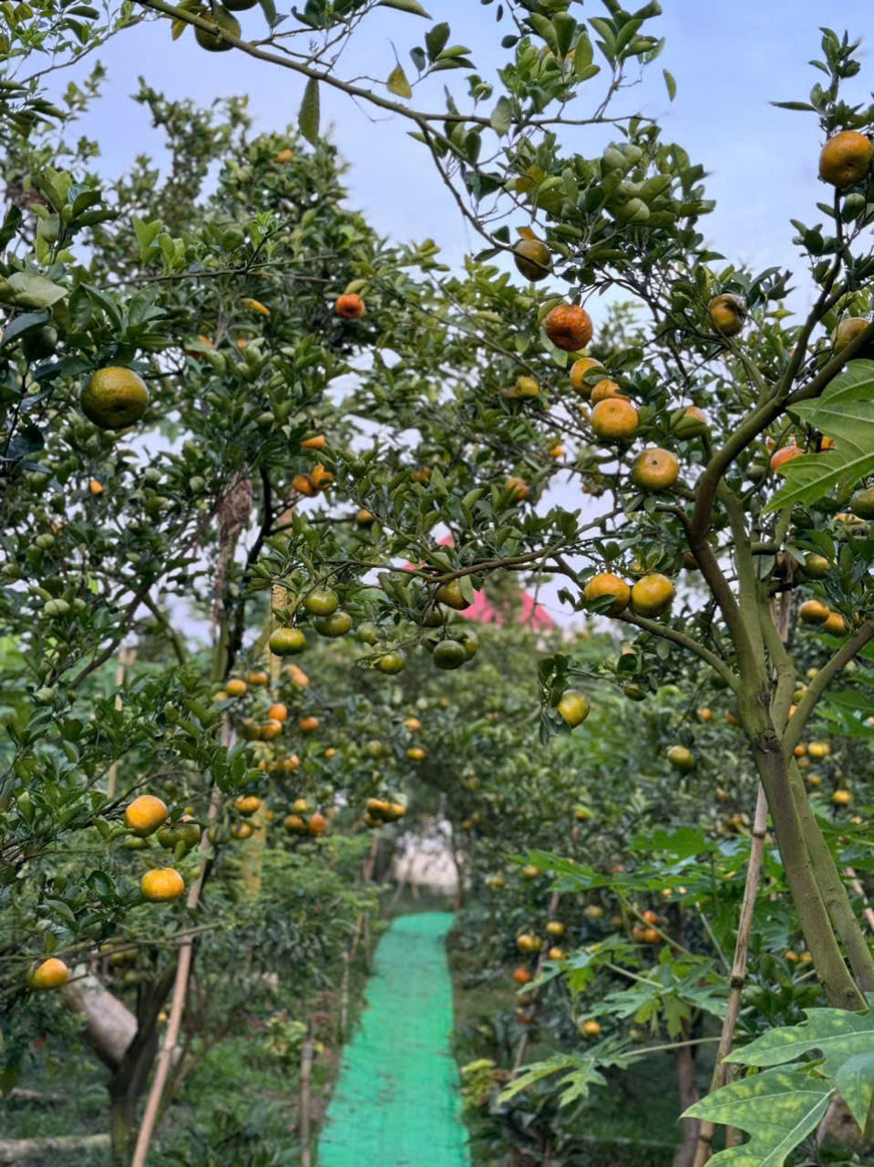 Vườn quýt sum suê quả tại nhà vườn Hồng Danh.