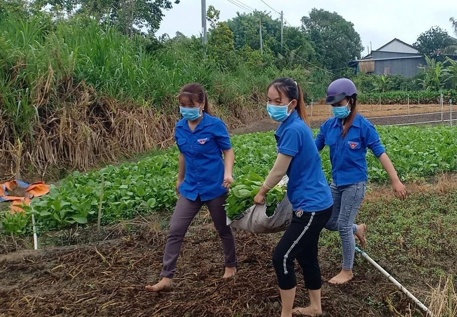 ĐVTN ra đồng mang rau về hỗ trợ người nghèo