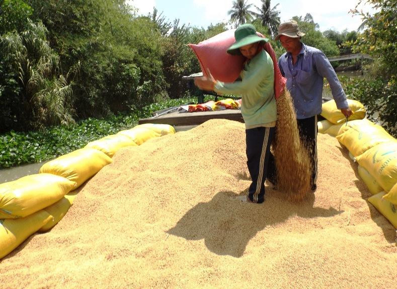 Thu hoạch lúa tại ĐBSCL