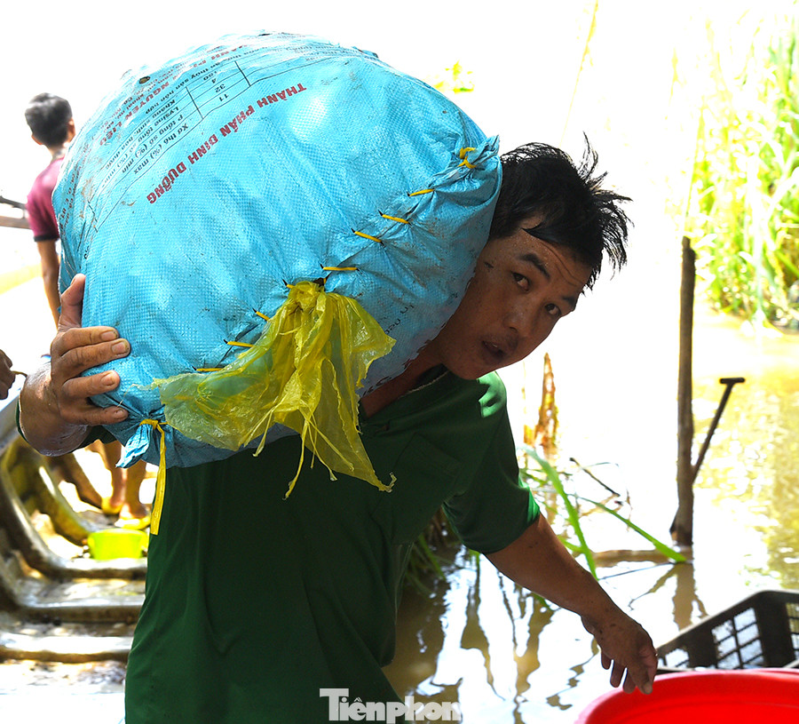 Công nhân khuân ốc từ vỏ lãi lên bờ tại vựa thu mua ở ấp Bắc Đai, xã Nhơn Hội (An Phú, An Giang). Ảnh: Hòa Hội.
