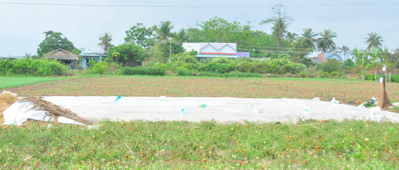 Trước tình hình trên, Phó chủ tịch UBND thị xã Vĩnh Châu cho biết, đã có Công văn kiến nghị Sở Công Thương, UBND tỉnh có giải pháp đẩy mạnh xúc tiến thương mại đối với sản phẩm hành tím thương phẩm; đồng thời, Ủy ban nhân dân thị xã tổ chức vận động các cơ quan, đơn vị trực thuộc Thị ủy - Ủy ban nhân dân thị xã, Đảng ủy - Ủy ban nhân dân các xã, phường chỉ đạo cán bộ, công chức, viên chức, người lao động tại cơ quan, đơn vị mình hỗ trợ tiêu thụ hành tím còn tồn đọng trong dân năm 2021. Mỗi đồng chí cán bộ, công chức, viên chức, người lao động có lương hỗ trợ tiêu thụ mức thấp nhất 10kg, với mức giá hỗ trợ thấp nhất 15.000 đồng/kg. Ảnh: Hòa Hội
