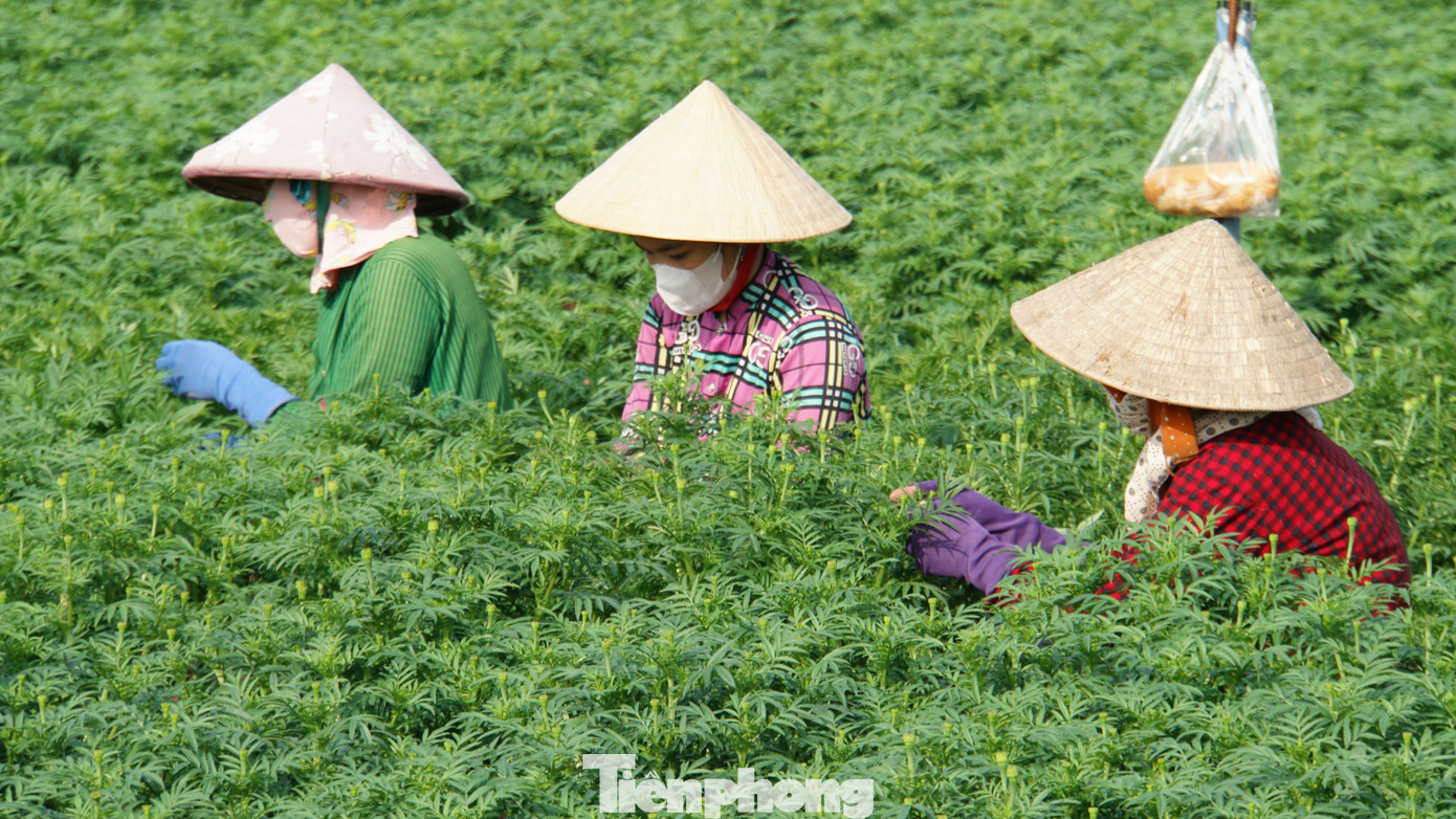 Nông dân tỉa cành chuẩn bị cho những bông cúc vạn thọ khoe sắc. Ảnh: Hòa Hội