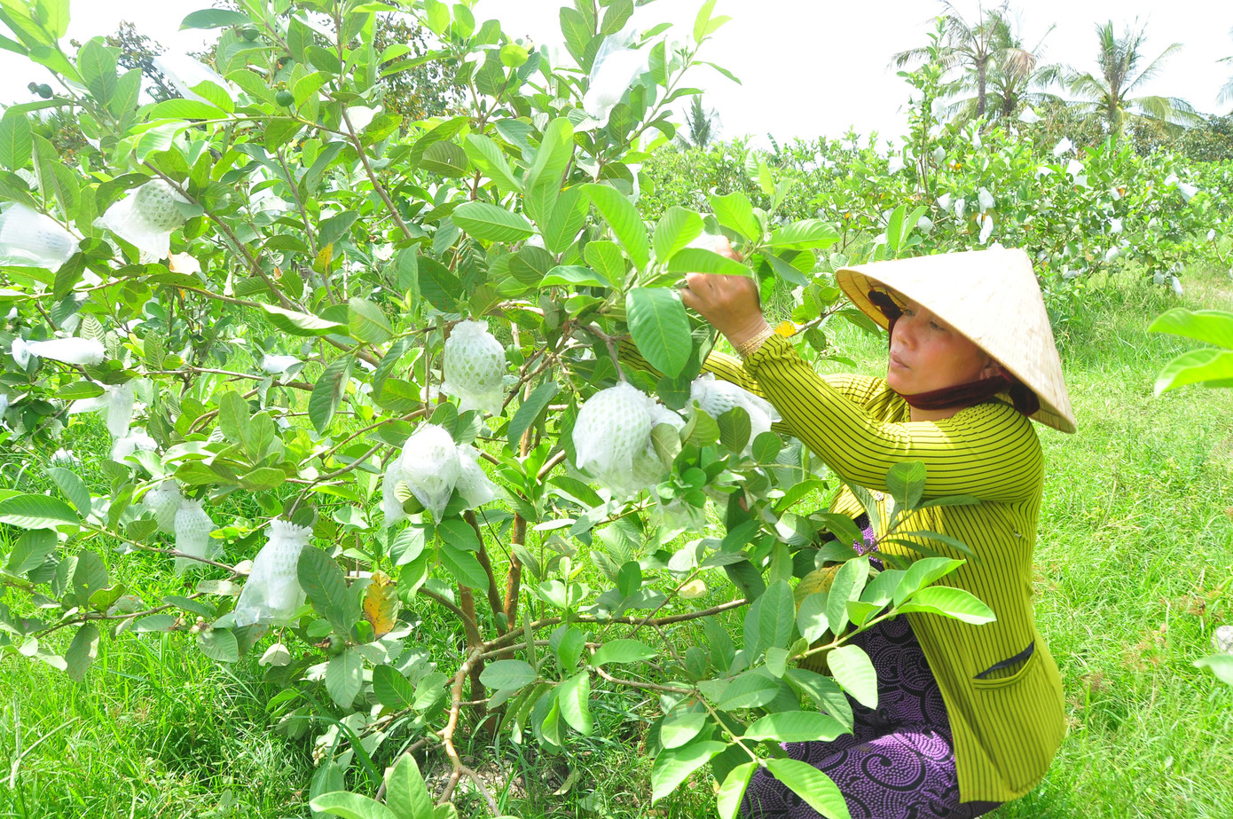 Cùng hoàn cảnh, bà Cao Thị Ngọt (ấp Ba Lăng) trồng 0,4 ha ổi trái chín đến kỳ thu hoạch nhưng vẫn không có người mua. "Dân ở đây sống chủ yếu từ cây trái, nhưng trồng đến thu hoạch không có người mua thì lấy đâu trả nợ, trang trải chi phí cuộc sống", bà Ngọt bộc bạch.