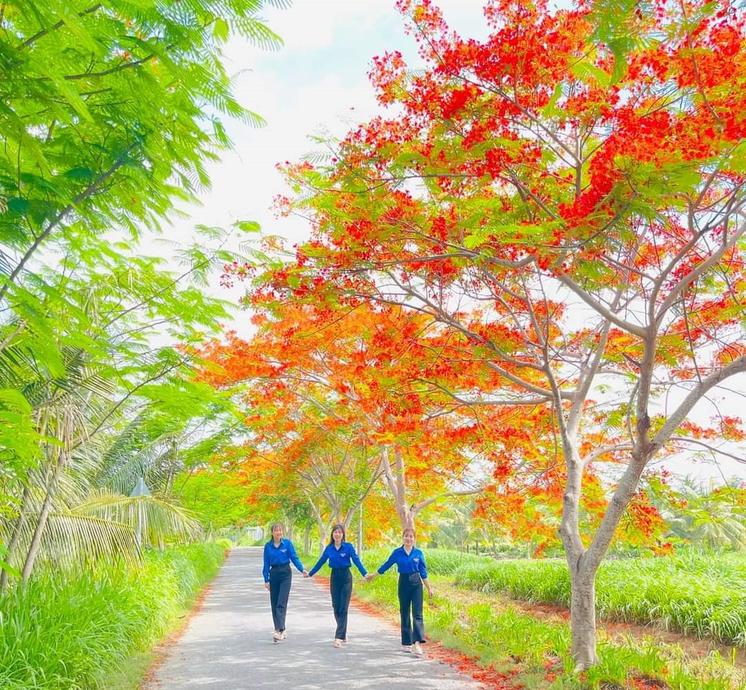 Chiến dịch mùa hè xanh năm 2019, chiến sĩ tình nguyện của trường Đại học Khoa học Tự nhiên – Đại học Quốc gia TPHCM tham gia trồng tuyến đường hoa phượng đỏ tại xã An Hiệp (Ba Tri, Bến Tre). Ảnh: XĐ An Hiệp