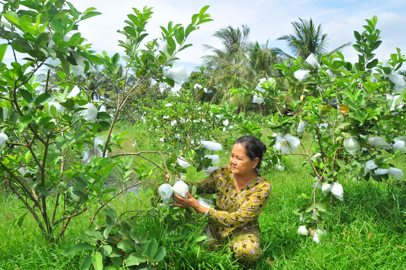 Cạnh nhà, mẹ của bà Ngọt là bà Đỗ Thị Dần (72 tuổi) cũng có 0,4 ha đang cho trái nhưng vẫn cùng cảnh ngộ. Bà cho biết, dịp Tết cũng có 1 đợt thu hoạch trái không có người mua phải đổ bỏ cho cá ăn, giờ lại không có người mua nên vô cùng lo lắng.