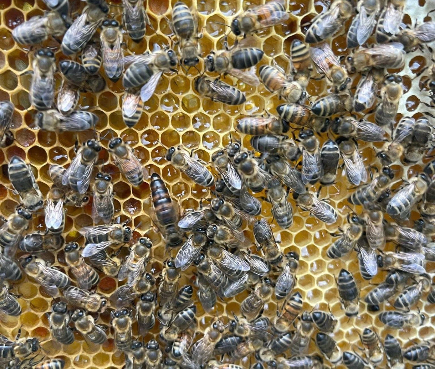 Nam sinh Cần Thơ khởi nghiệp từ ong chúa ảnh 4