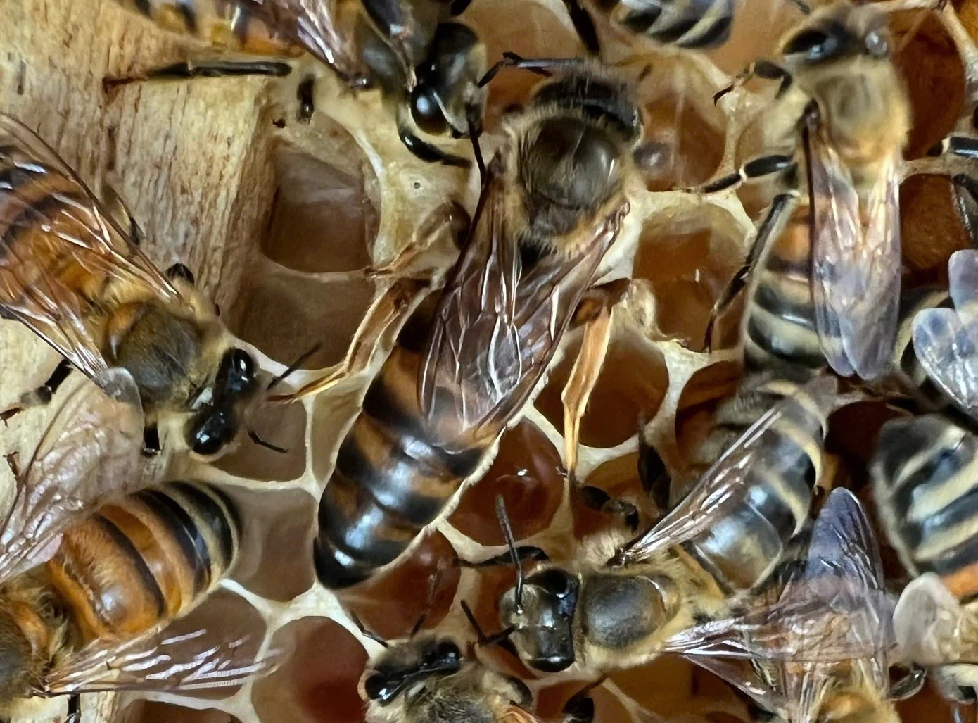 Ong chúa trong trang trại của Tạo