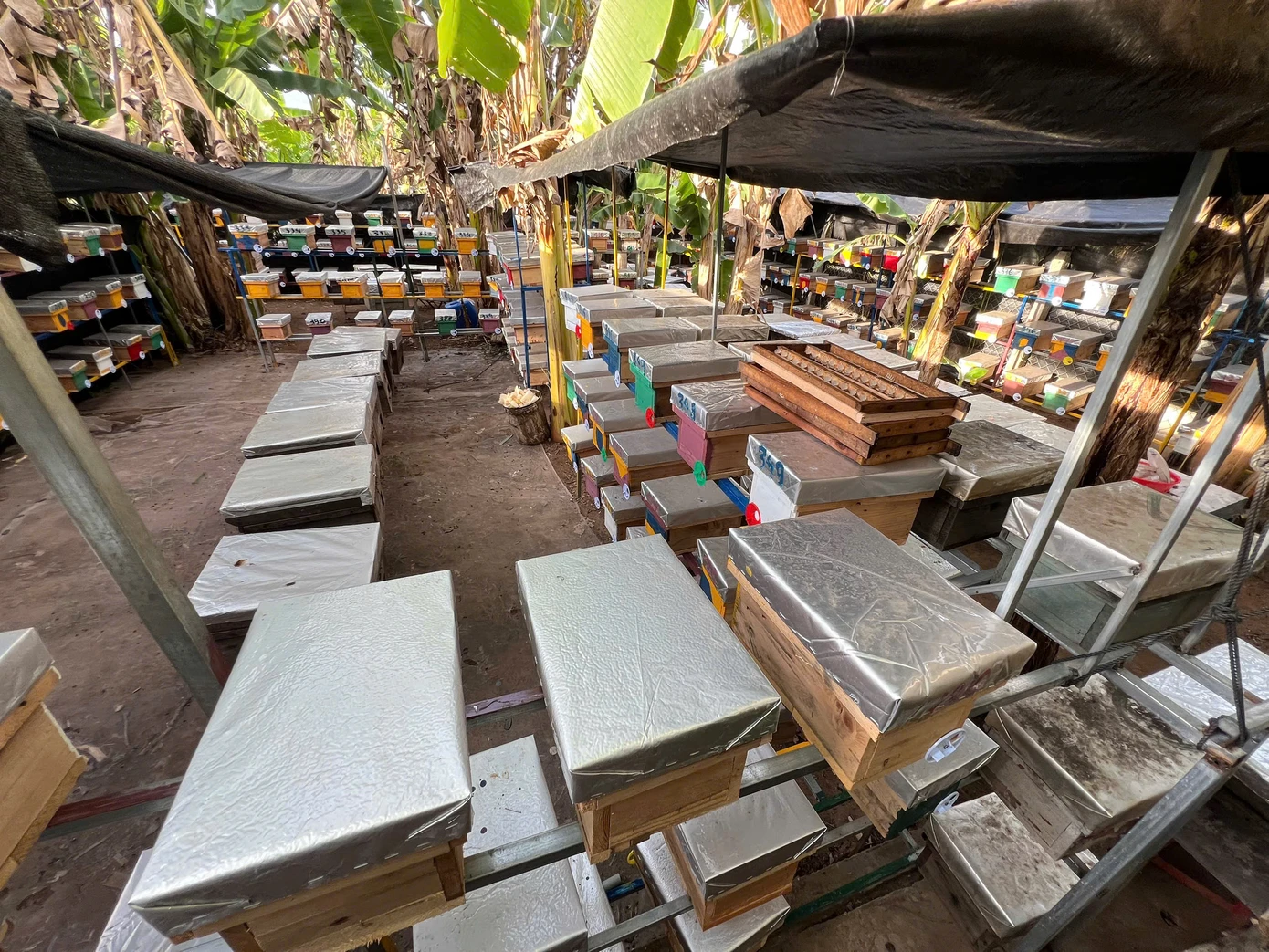 Trang trại nuôi ong của Tạo.