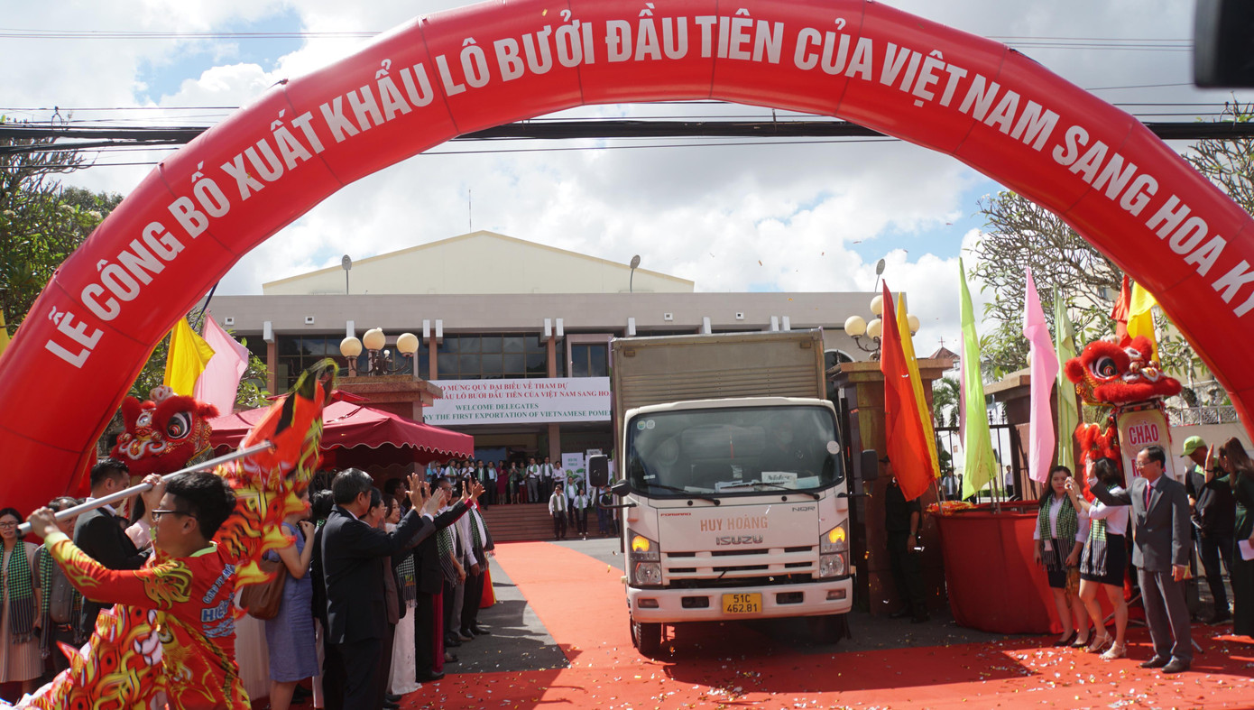 Lô bưởi đầu tiên xuất khẩu sang Mỹ.