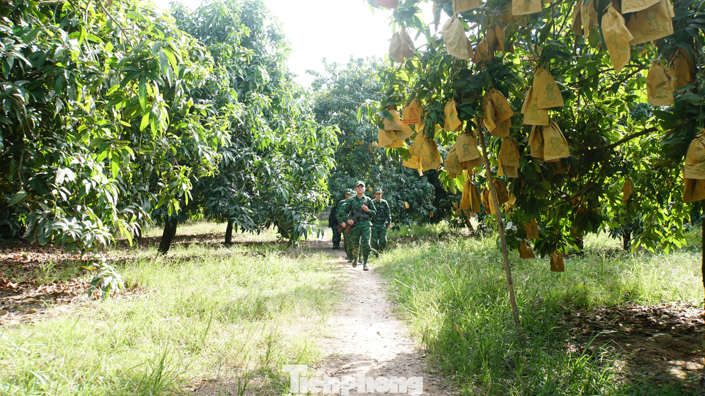 Chiến sĩ biên phòng đồn Long Bình tuần tra biên giới trên bộ, len lỏi trong vườn xoài. Ảnh: Hòa Hội