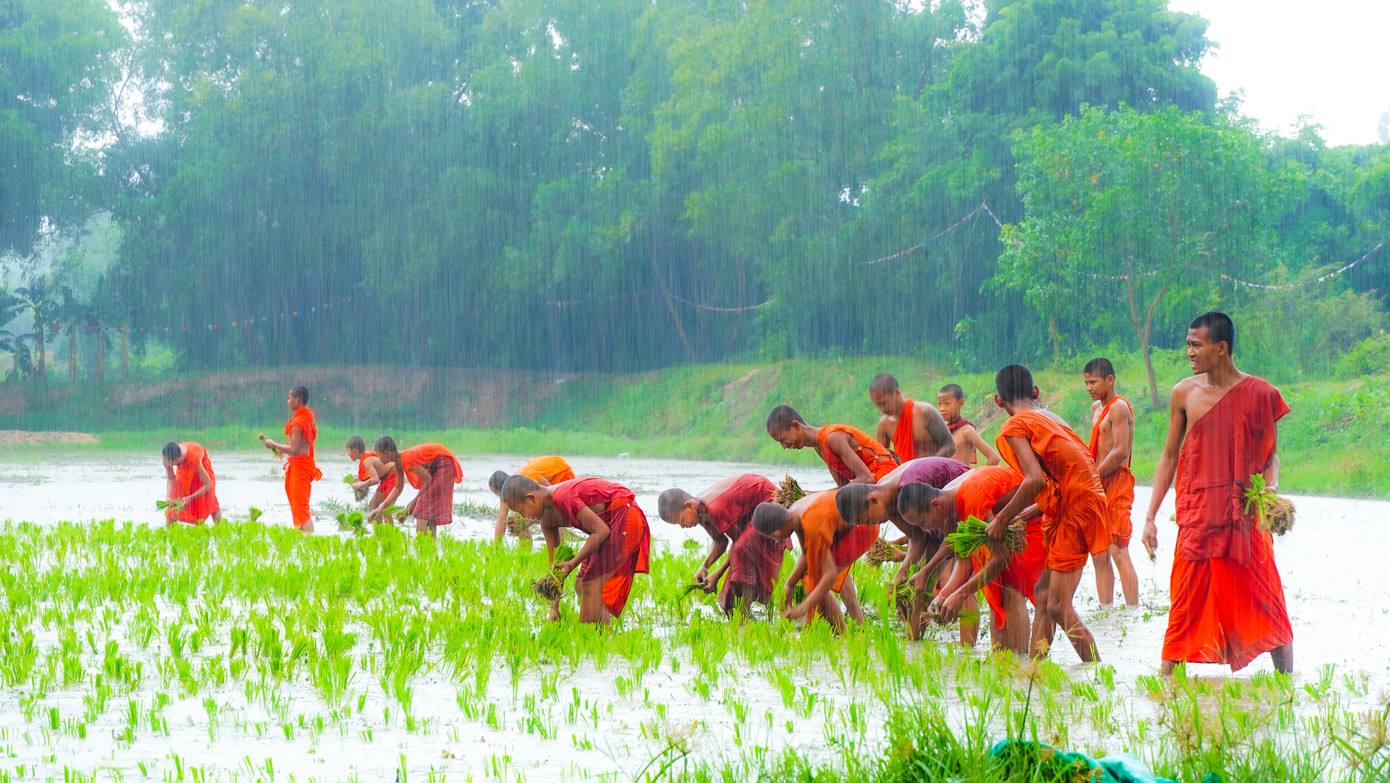 Sư sãi trong chùa tham gia thi cấy mạ. Ảnh: PV. Sư sãi trong chùa tham gia thi cấy mạ. Ảnh: PV.