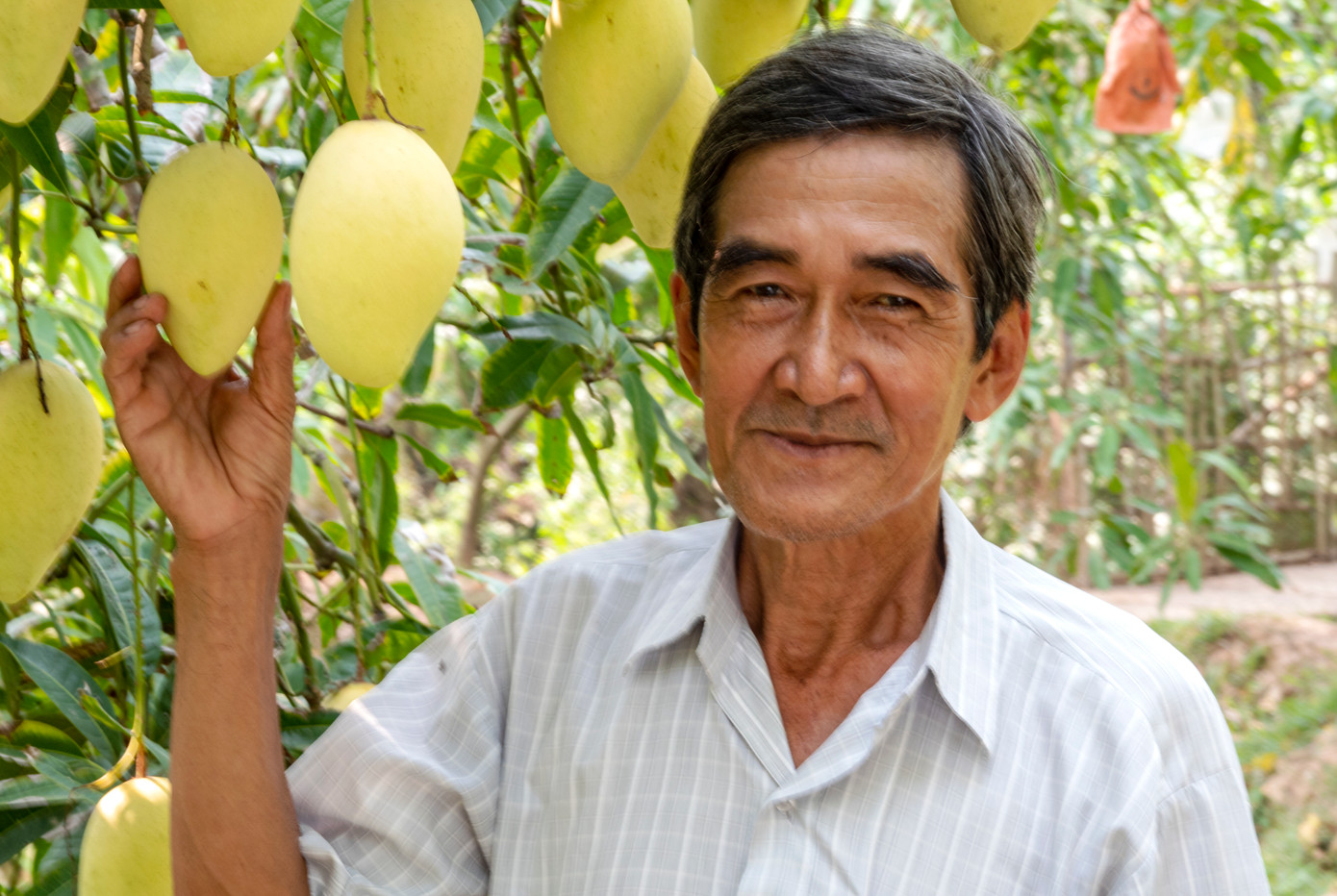 Nông dân trồng xoài tại Đồng Tháp.