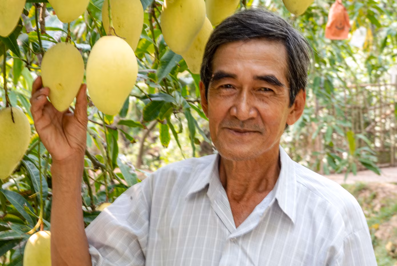 Nông dân trồng xoài tại Đồng Tháp.