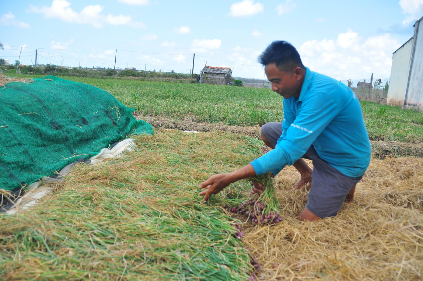 Hành tím ông để dàm làm giống