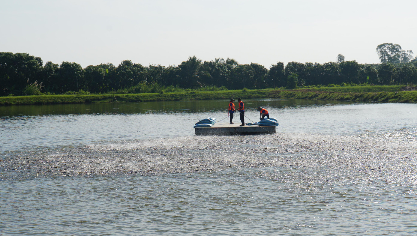 Cá tra nuôi tại Đồng Tháp. Ảnh: Hòa Hội