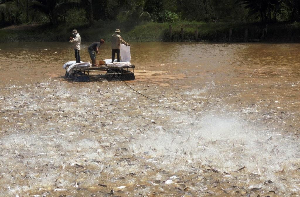 Người dân nuôi cá tra. Ảnh: H.Vũ Người dân nuôi cá tra. Ảnh: H.Vũ