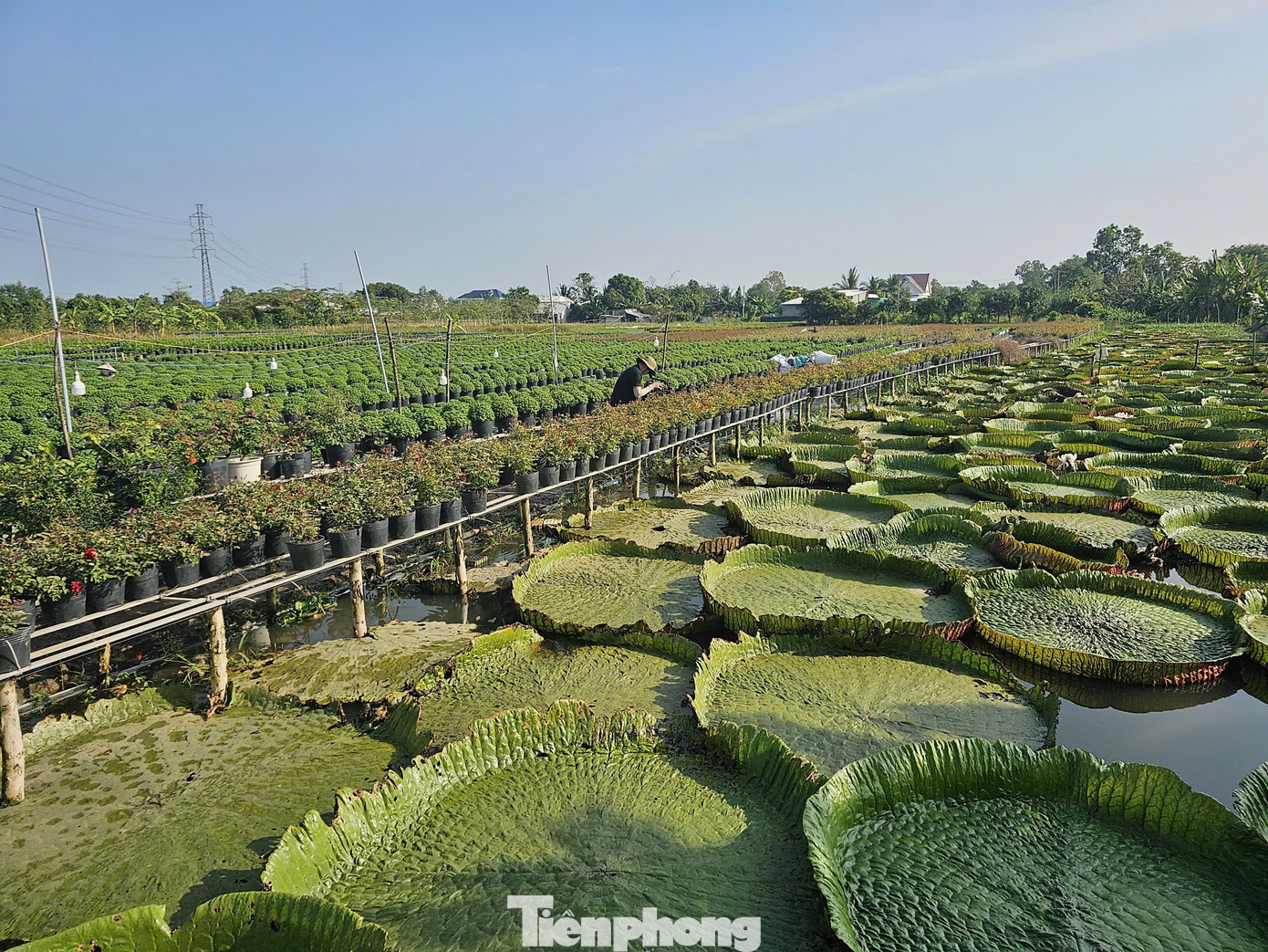 Ngoài hoa cúc, người dân còn trồng hoa súng bông khổng lồ.