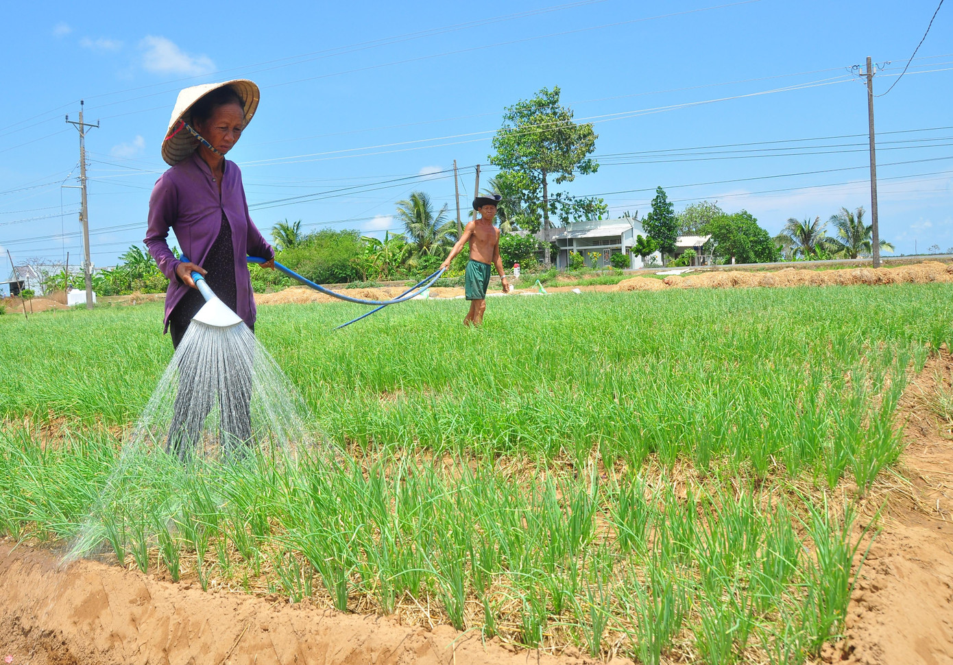 Giữa trưa nắng, bà Thạch Thị Tám ở ấp Giồng Nổi, xã Vĩnh Hải (Vĩnh Châu, Sóc Trăng) cùng chồng kéo nước tưới 0,1ha hành tím sắp thu hoạch. Bà cho biết, mỗi ngày vợ chồng tưới 3 lần, nếu không hành sẽ héo, chết.