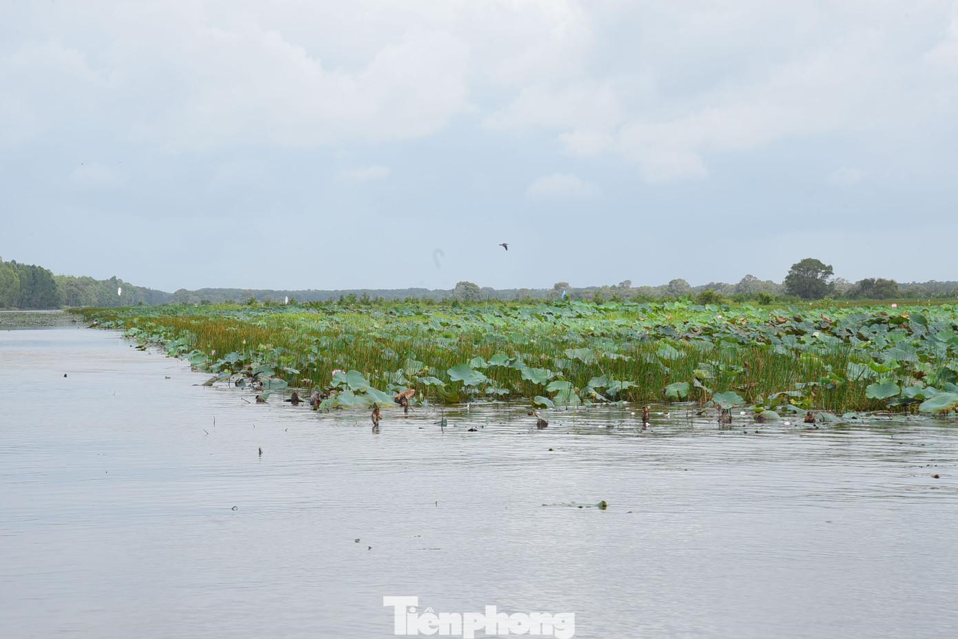 Dự án có 4 nội dung chính gồm nuôi, thả sếu tại Vườn Quốc gia Tràm Chim; cải thiện môi trường sống của sếu; xây dựng vùng sản xuất nông nghiệp hữu cơ xung quanh vườn; quảng bá, giáo dục môi trường, phát triển sinh kế bền vững dựa vào sếu đầu đỏ và nông nghiệp hữu cơ, vận động sự tham gia của cộng đồng địa phương với tổng kinh phí gần 100 tỷ đồng. Ảnh: Hòa Hội