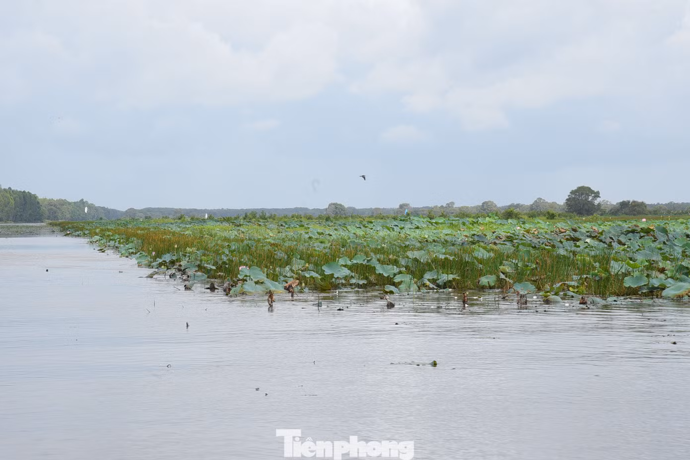 Dự án có 4 nội dung chính gồm nuôi, thả sếu tại Vườn Quốc gia Tràm Chim; cải thiện môi trường sống của sếu; xây dựng vùng sản xuất nông nghiệp hữu cơ xung quanh vườn; quảng bá, giáo dục môi trường, phát triển sinh kế bền vững dựa vào sếu đầu đỏ và nông nghiệp hữu cơ, vận động sự tham gia của cộng đồng địa phương với tổng kinh phí gần 100 tỷ đồng. Ảnh: Hòa Hội