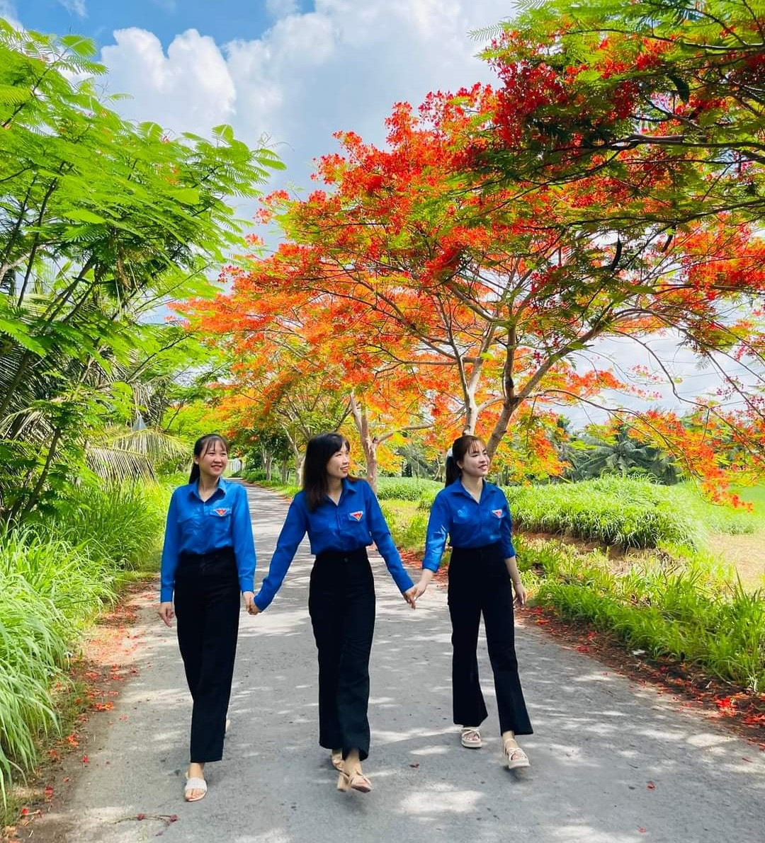 Sau 5 năm, những cây phượng bé nhỏ ngày nào, giờ đã lớn và đơm hoa rực rỡ.