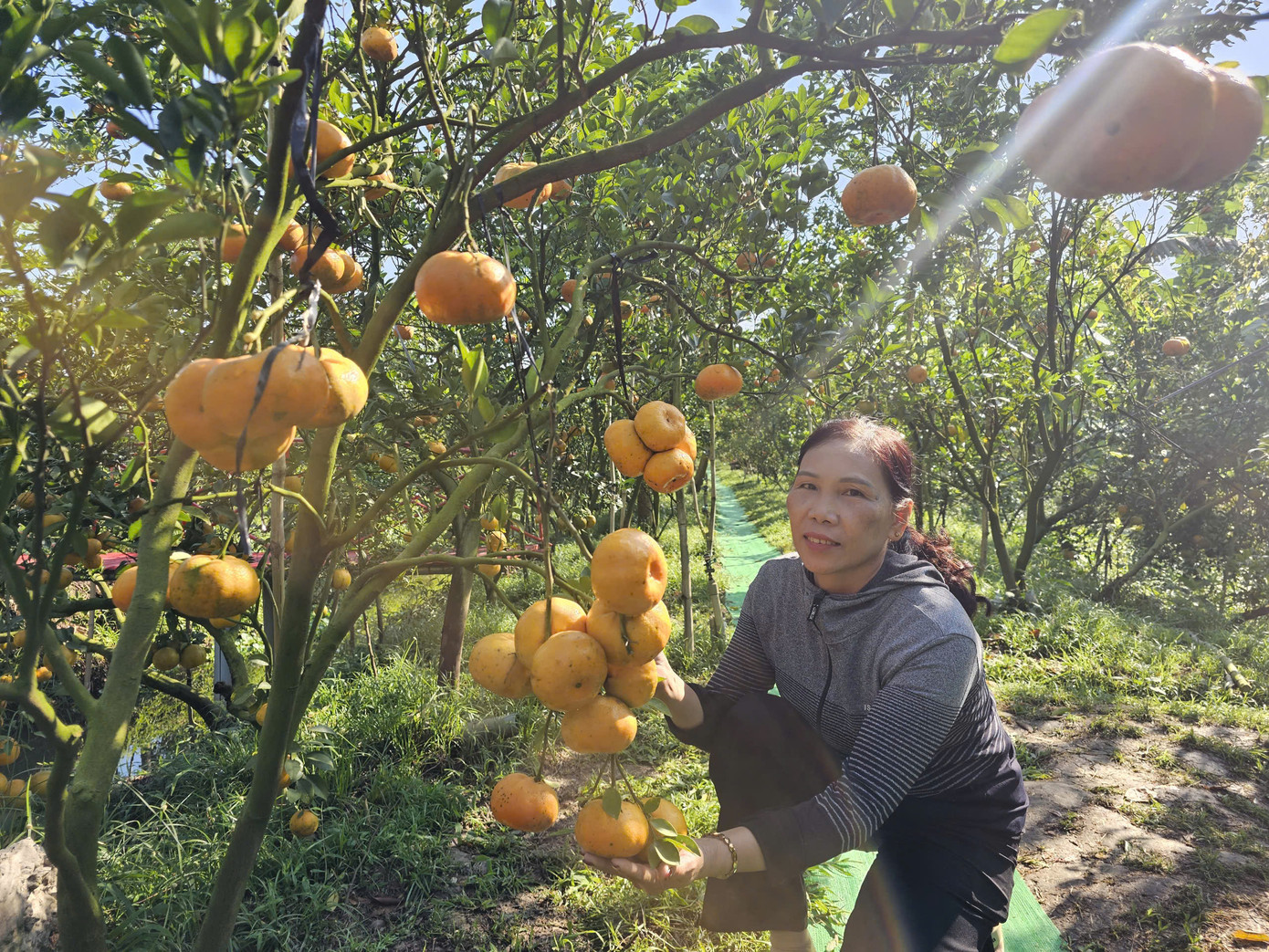 Vườn quýt hồng sum suê trái của gia đình bà Nguyễn Thị Hồng tại xã Tân Thành, huyện Lai Vung, tỉnh Đồng Tháp. Ảnh: Hòa Hội