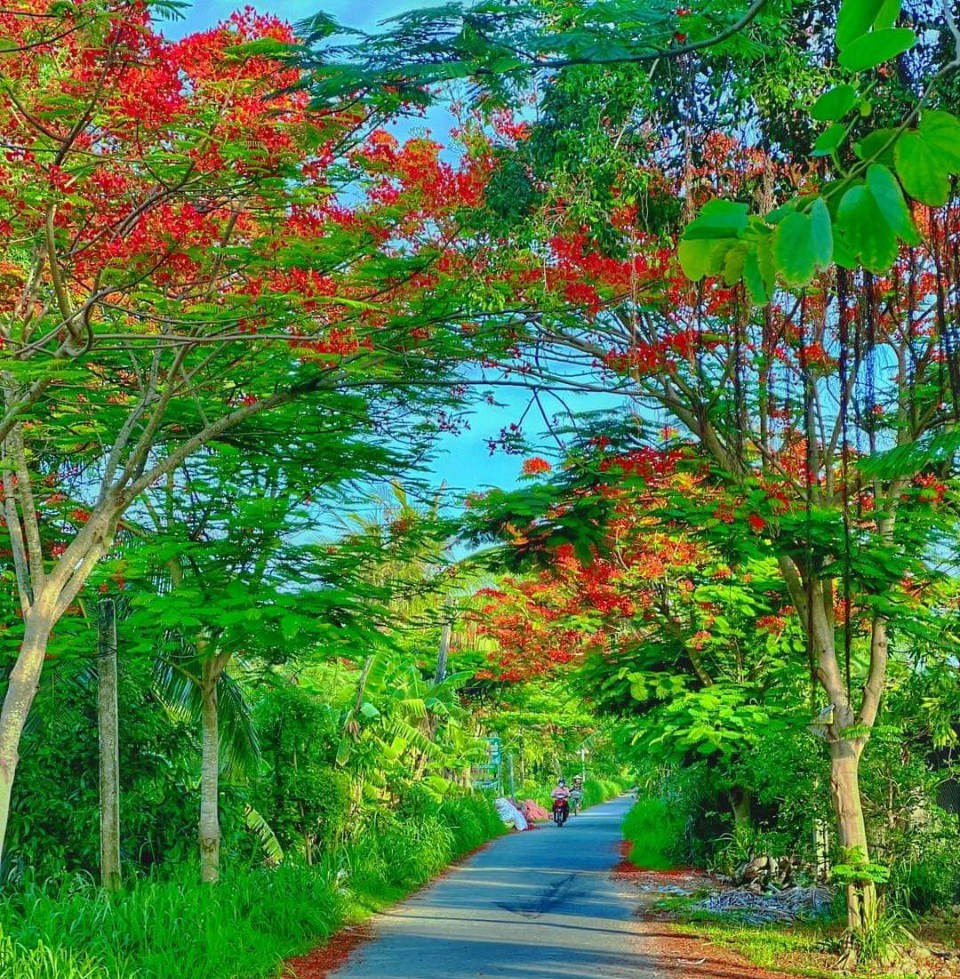 Người dân đi trên con đường rợp bóng mát từ hàng phượng.