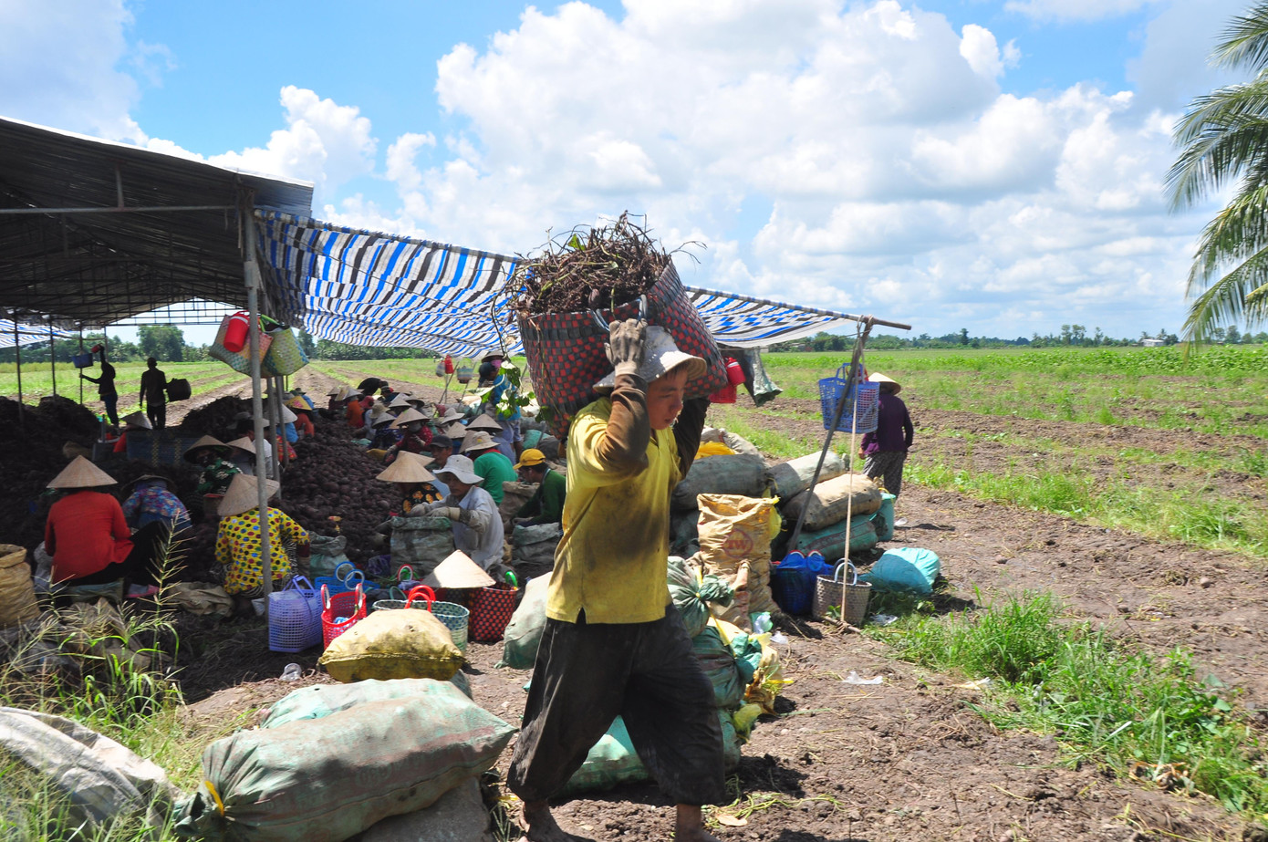 Ông Nguyễn Văn Nhu ở ấp Tân Mỹ, xã Tân Thành có 0,6 ha vừa thu hoạch xong lỗ 90 triệu đồng. "Tôi trồng khoai mấy chục năm nay nhưng chưa năm nào rẻ như năm nay. Giờ nông dân làm ra sản phẩm nhưng quá bấp bênh, thua lỗ", ông Nhu than thở.
