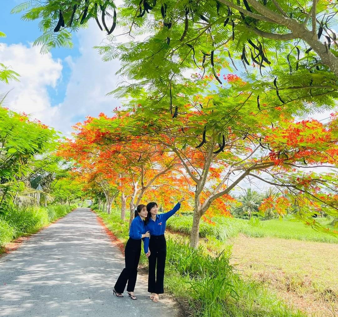 Tuyến đường hoa phượng trồng hơn 1km trên tuyến đường của ấp Giồng Gạch. Mùa hè 2019, các bạn chiến sĩ tình nguyện cùng đoàn viên, thanh niên địa phương bắt tay vào trồng, cây phượng lúc ấy chỉ là những cành mảnh mai, non nớt.