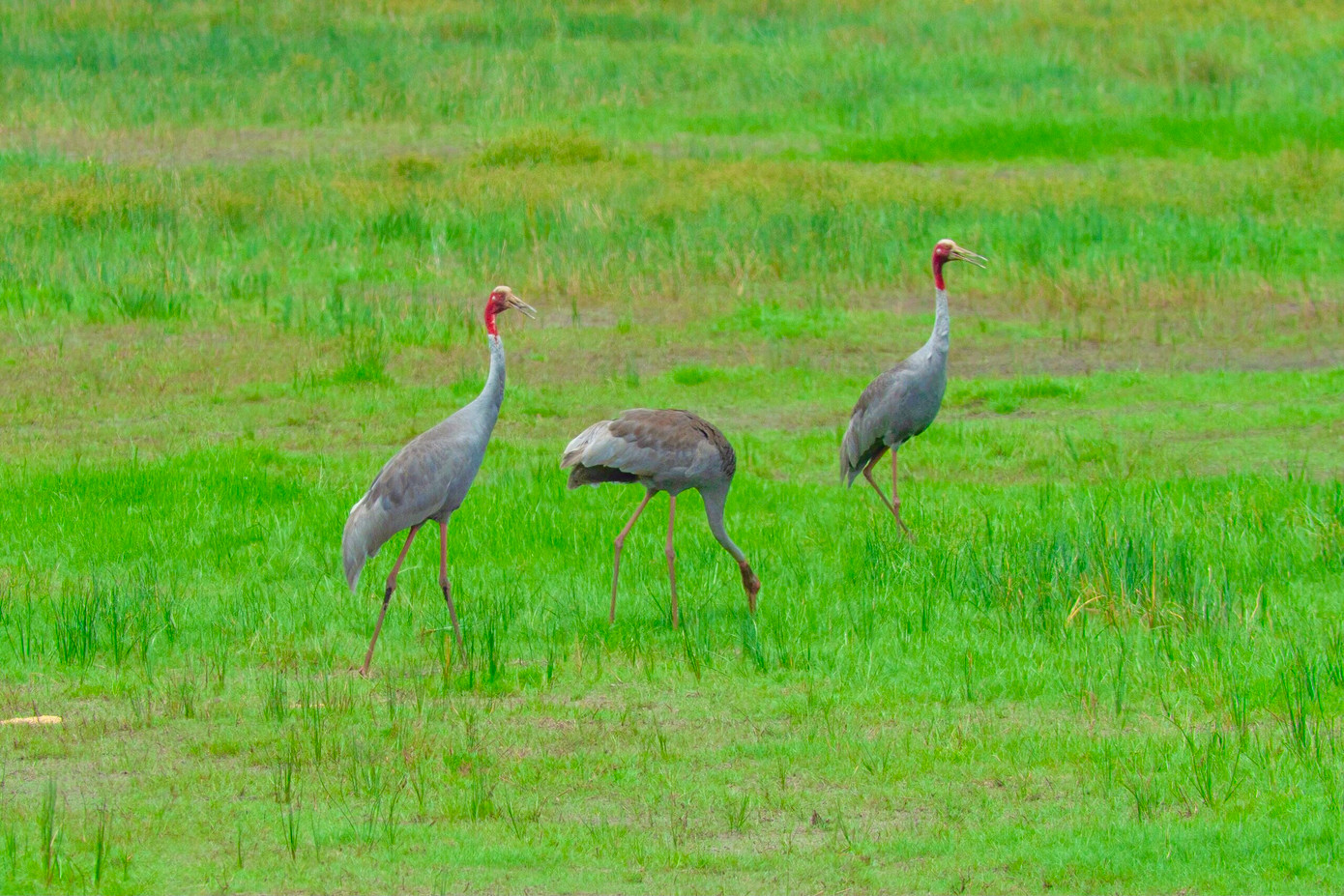 Sếu đầu đỏ tại Vườn Quốc gia Tràm Chim từ nhiều năm trước. Ảnh: Trường Sinh Sếu đầu đỏ tại Vườn Quốc gia Tràm Chim từ nhiều năm trước. Ảnh: Trường Sinh