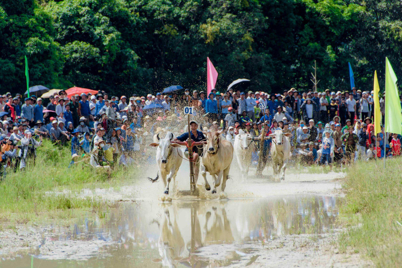 Các đôi bò đua nhau về đích. Các đôi bò đua nhau về đích.